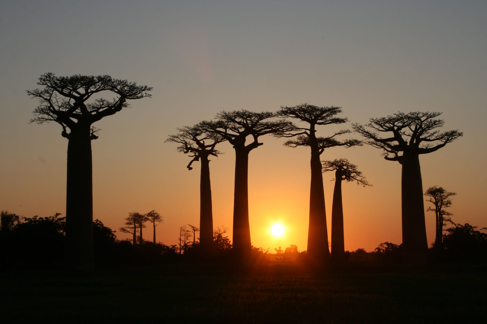 The Avenue of the Baobabs at sunset near Morondava, Madagascar