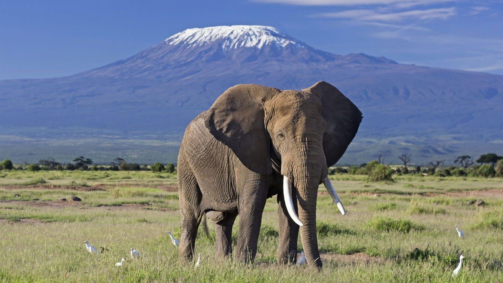 Bull elephant in Amboseli National Park with Mount Kilimanjaro behind