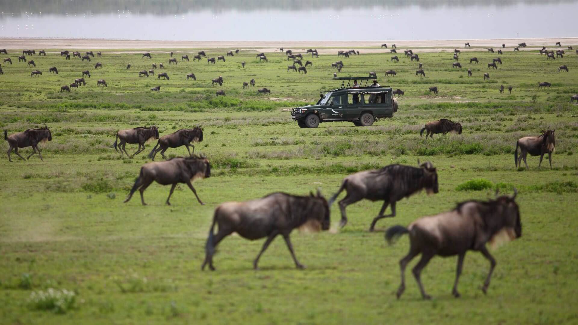 Safari vehicle surrounded by wildebeest of the Great Migration in the Maasai Mara