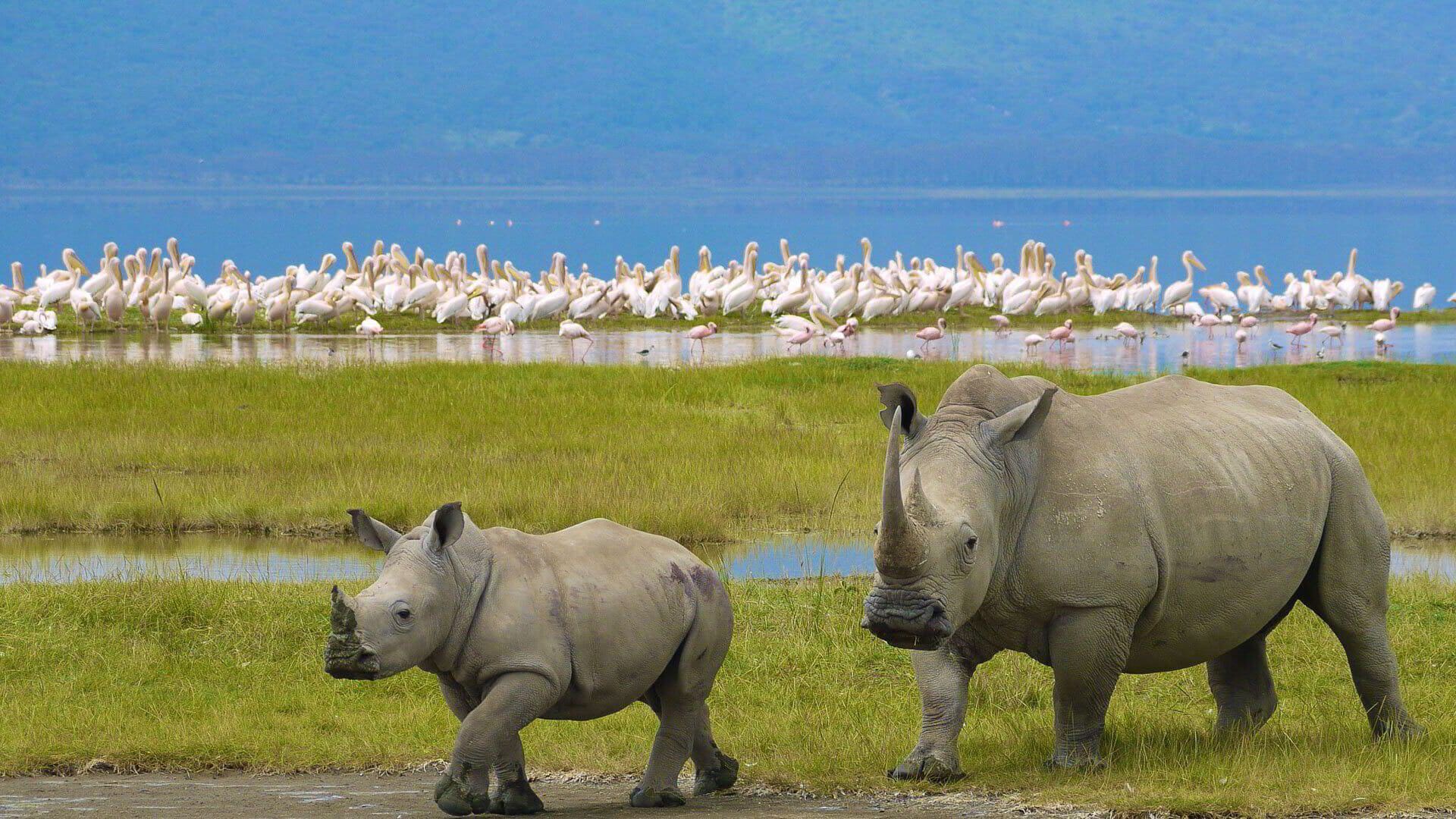Flamingos at Lake Nakuru in the Great Rift Valley