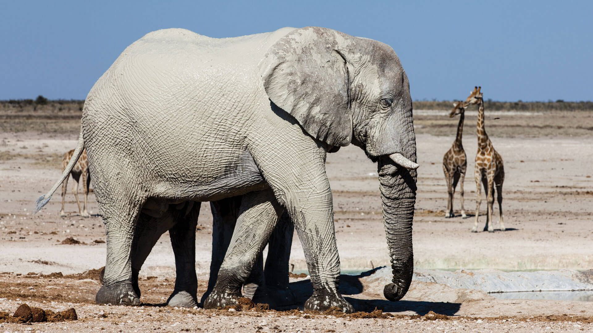 Elephant and giraffe at an Etosha National Park waterhole at golden hour