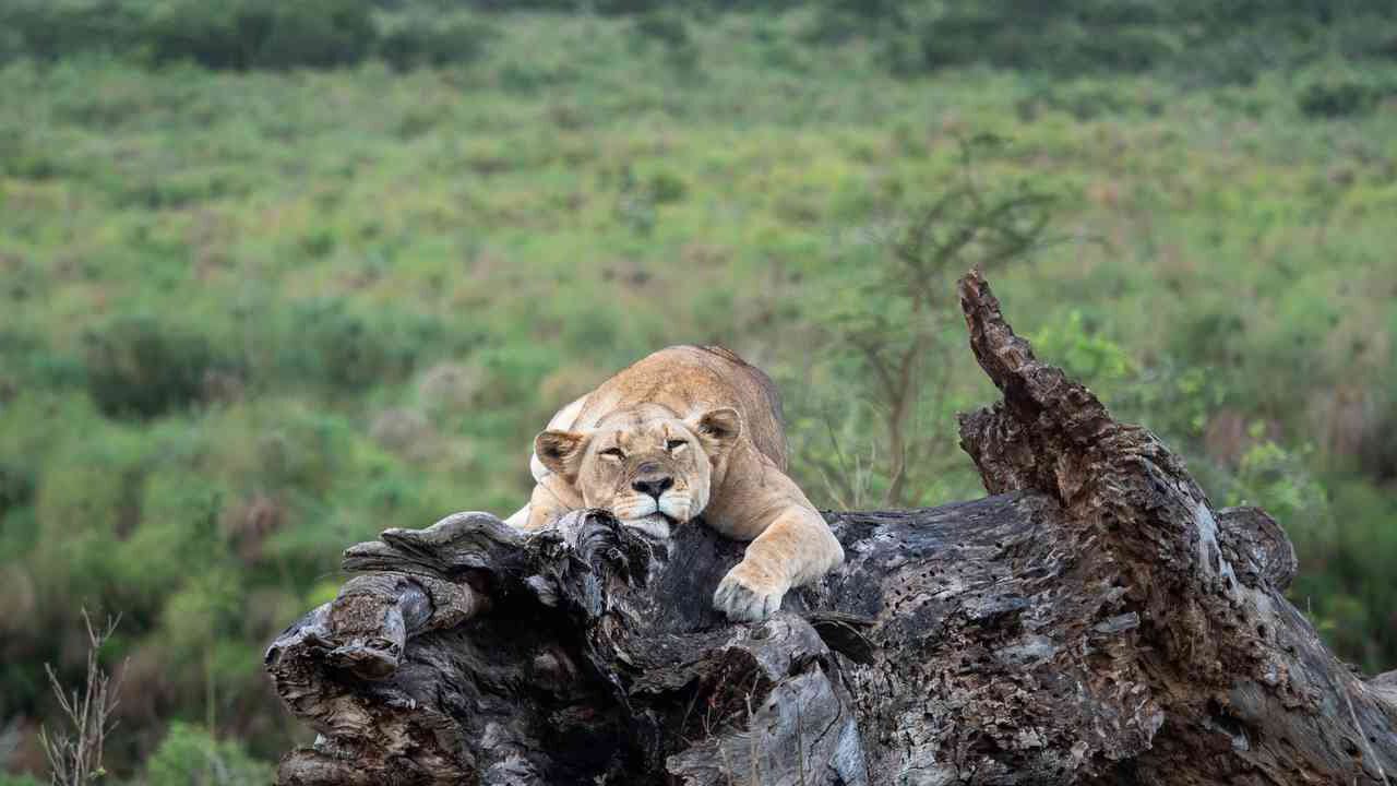 Lion resting on a fallen tree in Akagera National Park, Rwanda