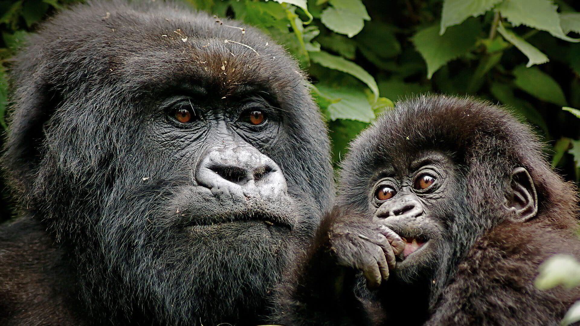 Mountain gorilla silverback portrait in Volcanoes National Park, Rwanda