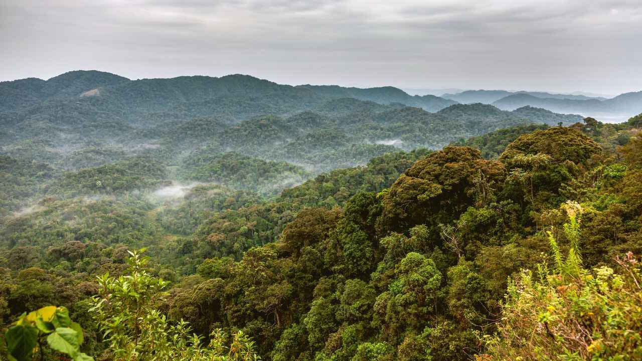 Misty rainforest canopy of Nyungwe Forest National Park, Rwanda