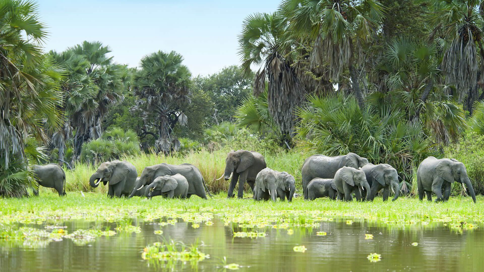 Herd of elephants at the water in Nyerere National Park, formerly the Selous Game Reserve