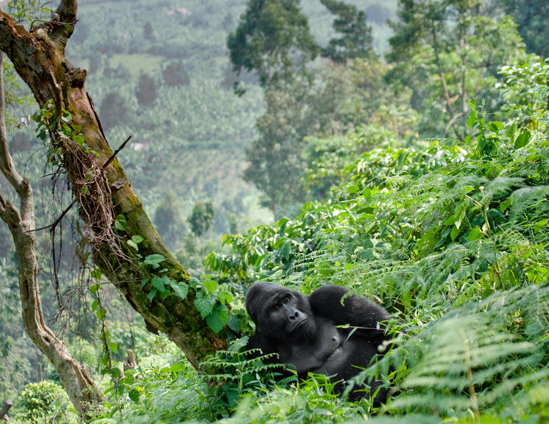 Gorilla trekking encounter in Bwindi Impenetrable Forest, Uganda,