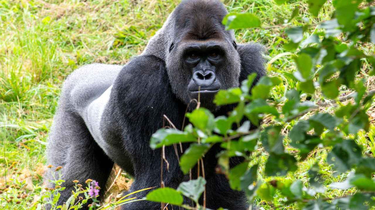 Silverback gorilla in Bwindi Impenetrable Forest, Uganda