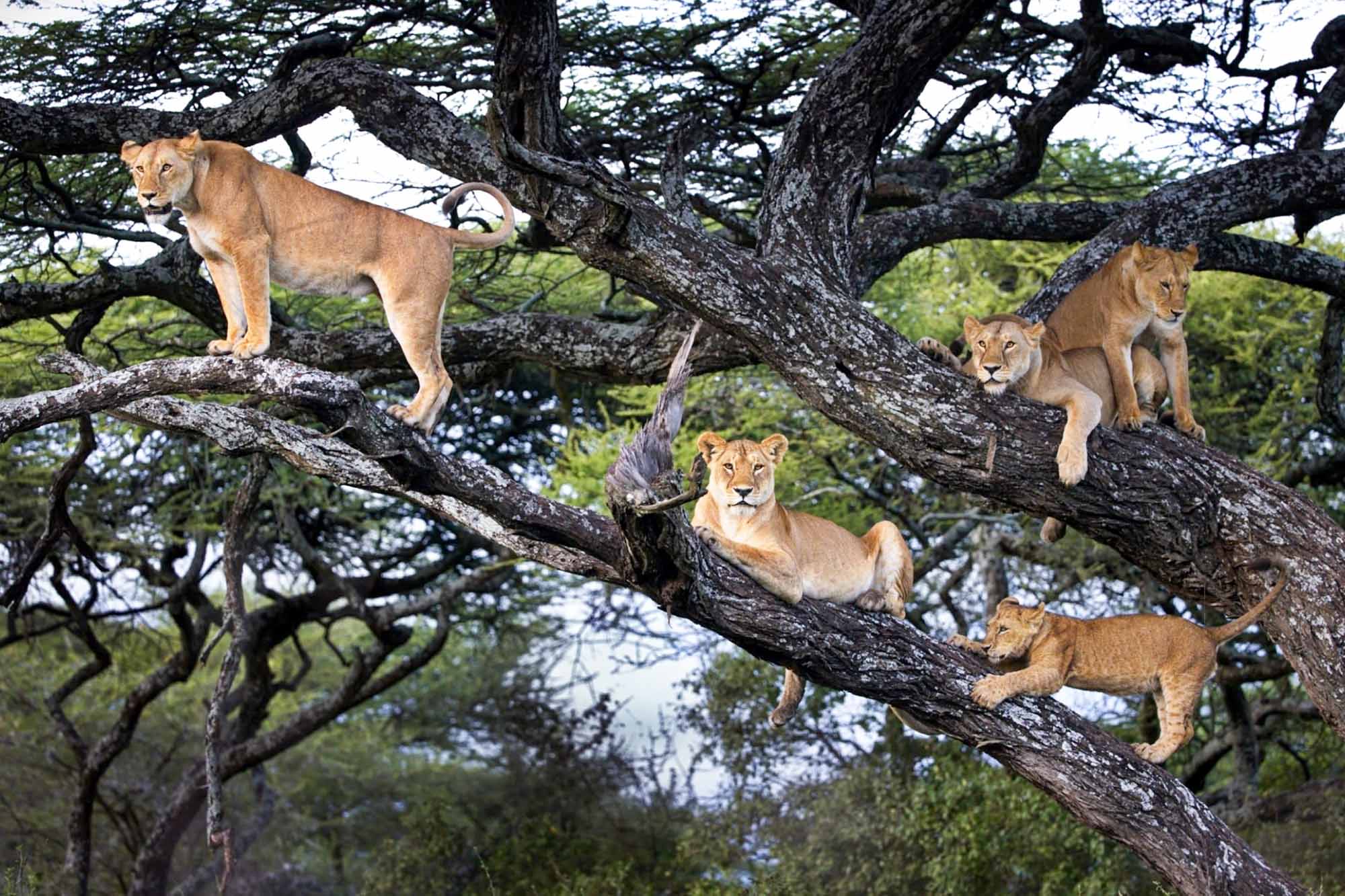 Pride of tree-climbing lions in fig trees, Ishasha sector of Queen Elizabeth National Park, Uganda