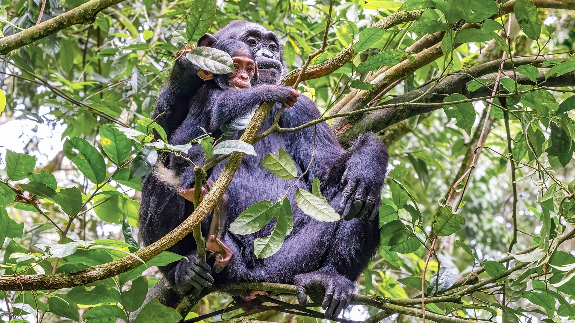 Mother and baby chimpanzee in Kibale National Park, Uganda