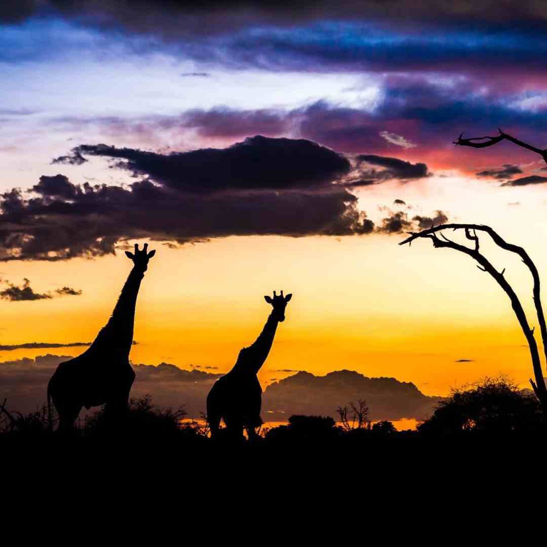 Wide editorial Zimbabwe safari landscape at golden hour