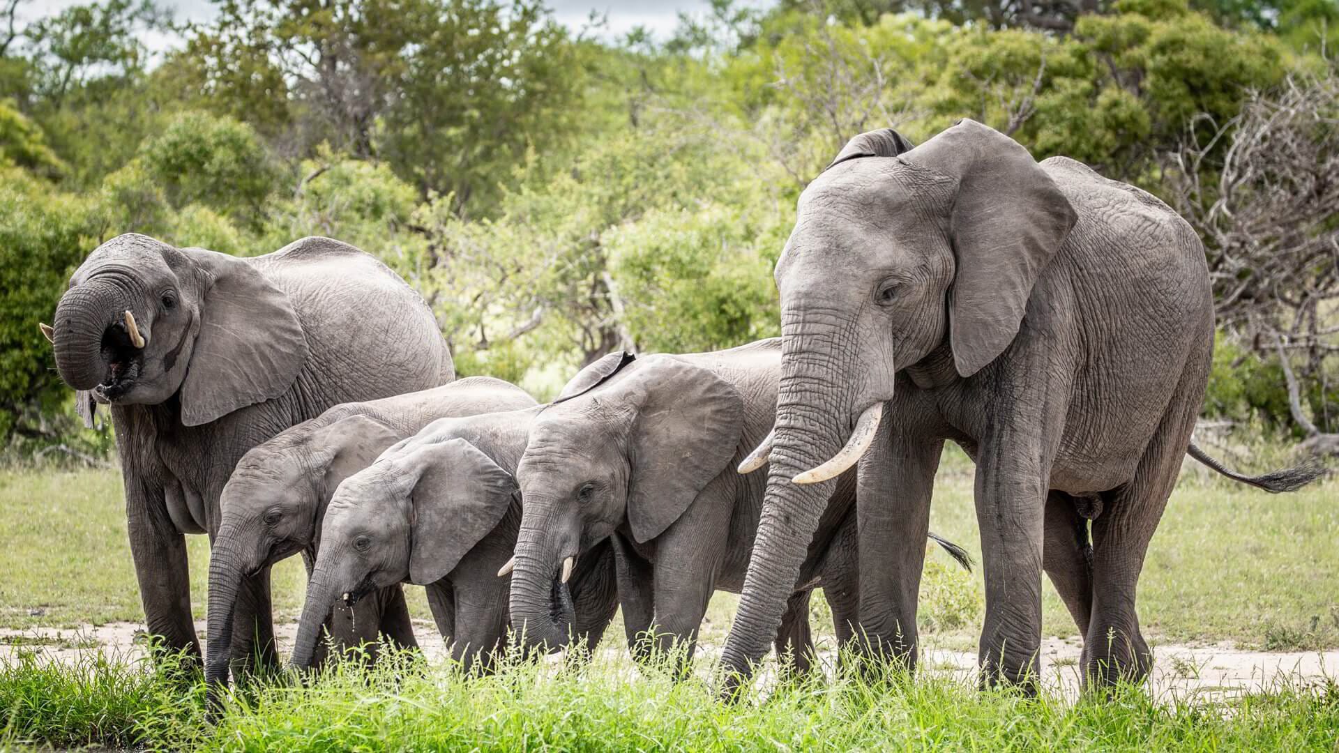 Elephant herd at a Hwange waterhole at golden hour