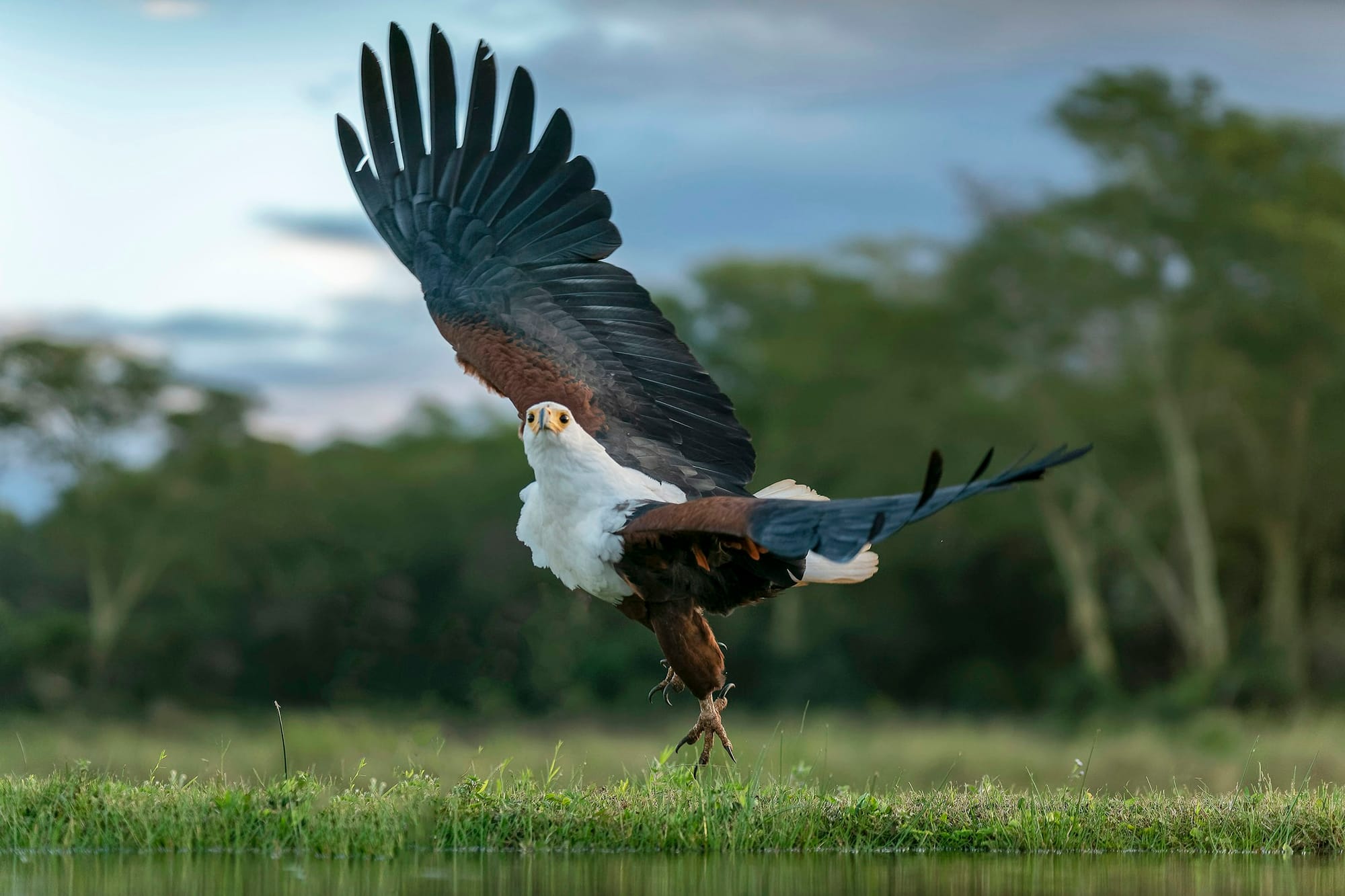 An African fish eagle takes off from a riverbank with wings fully spread.