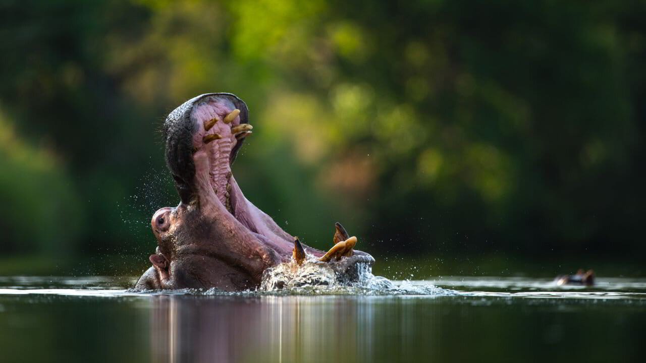 When to go on safari in South Africa