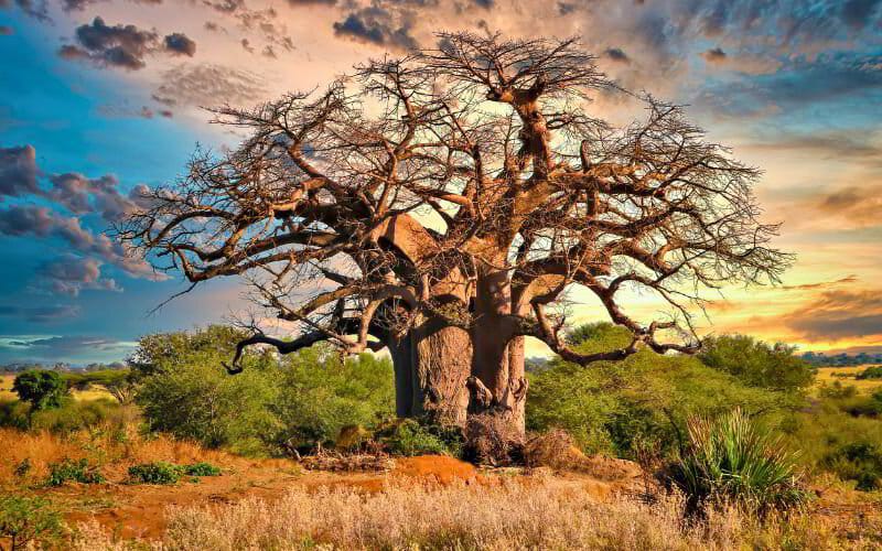 A baobab tree silhouetted against a golden-hour sky in the South African bush.