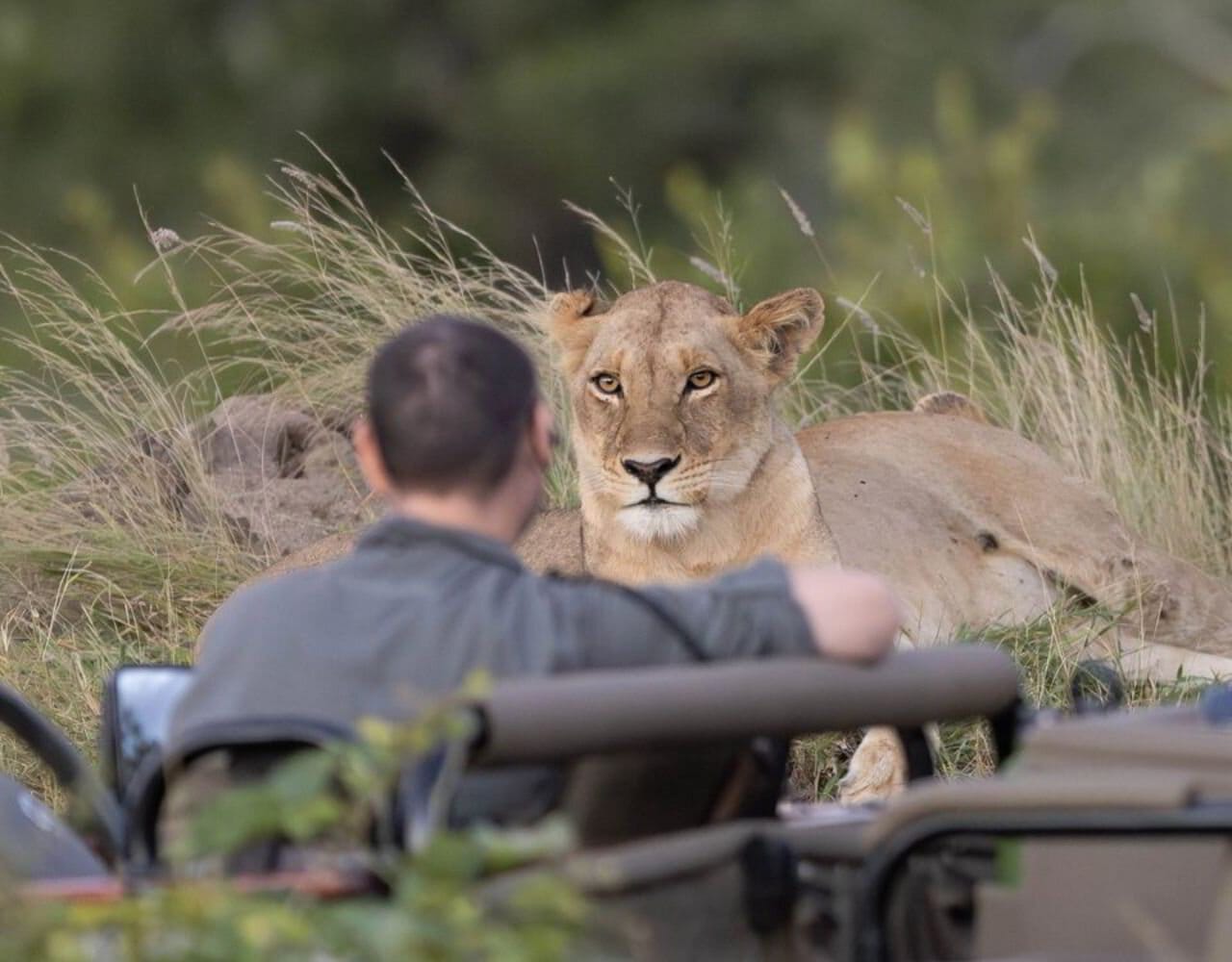 A safari guide watching a lioness rest in the long grass, seen from the game vehicle.