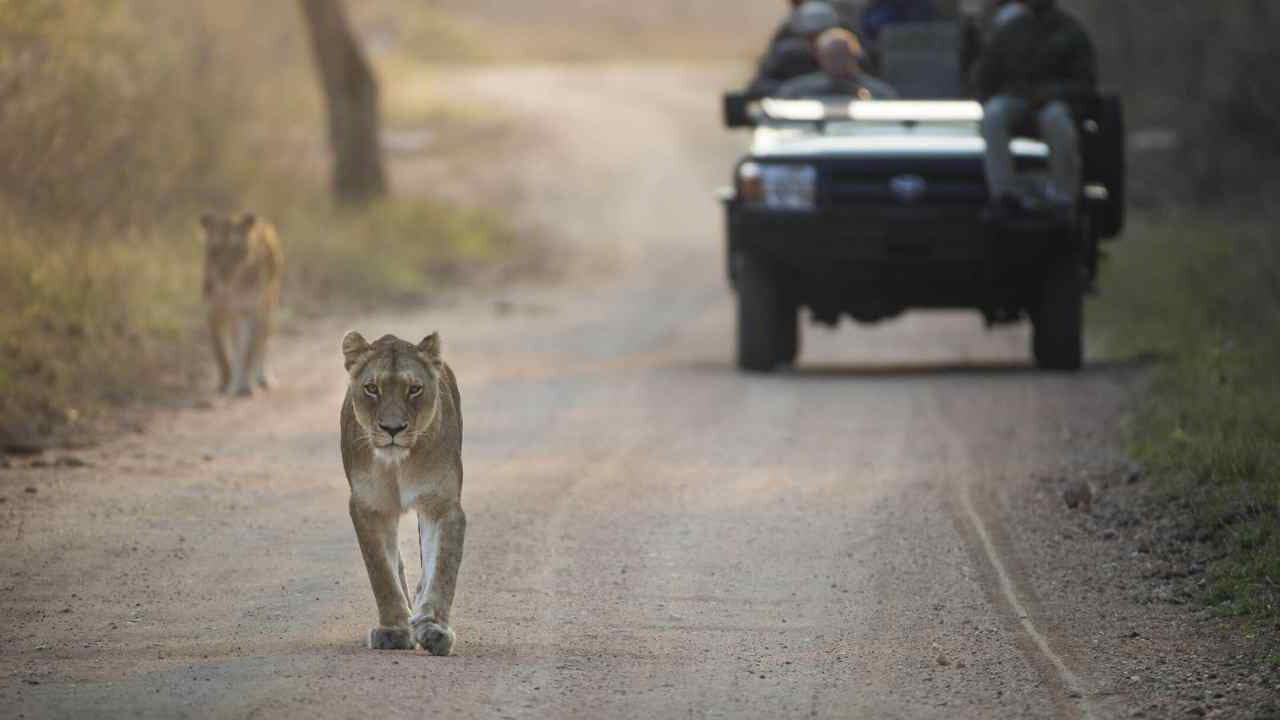 A lioness walking down a game drive track at first light.