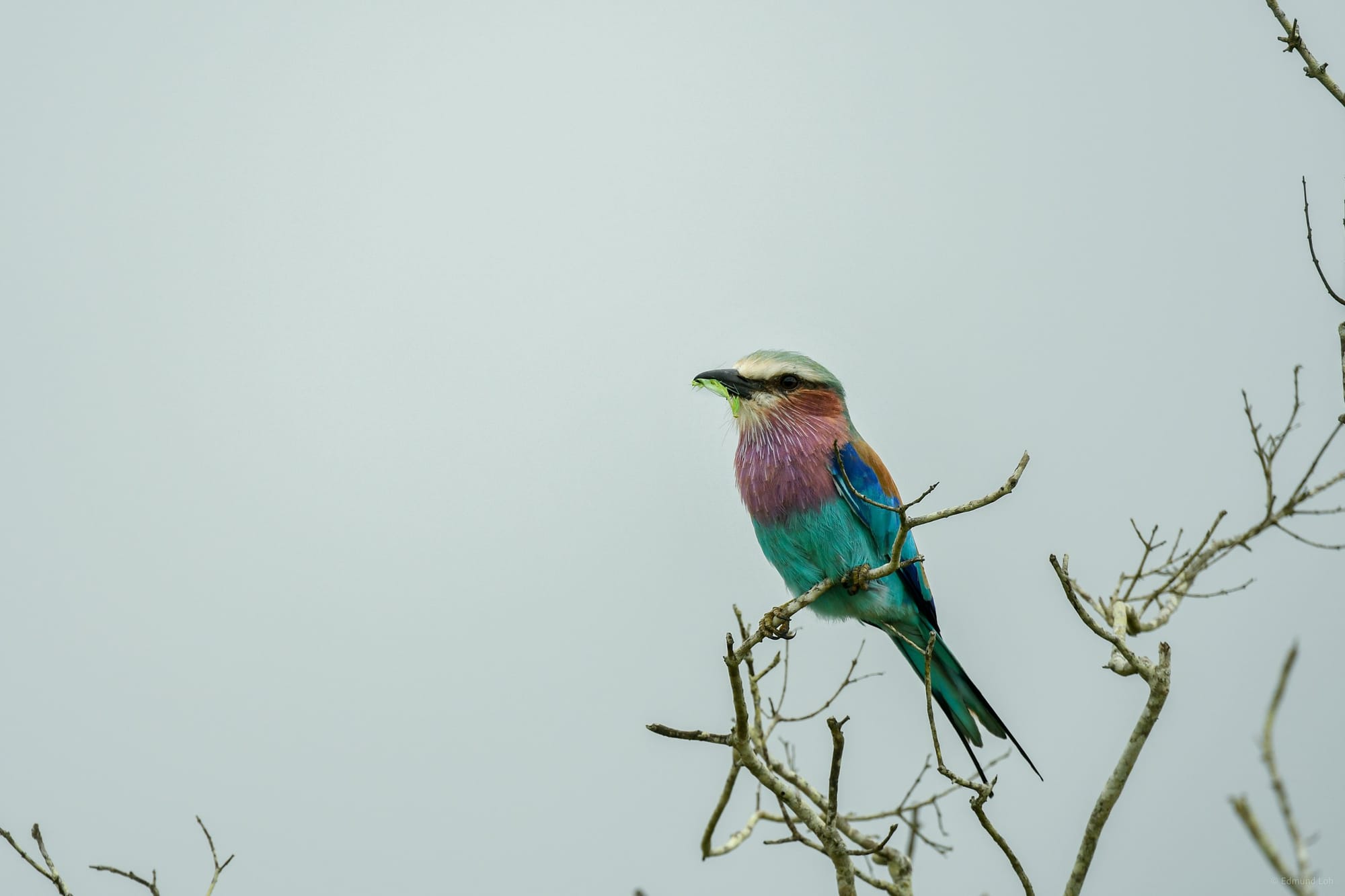 A lilac-breasted roller perched on a dead branch with a green caterpillar in its bill.