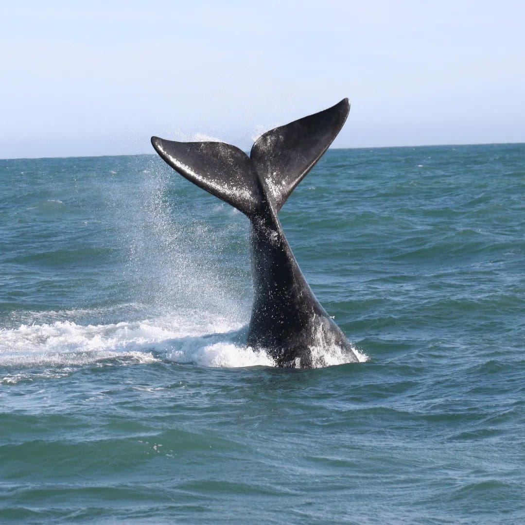 Southern right whale breaching off the cliffs at Hermanus on the South African Garden Route