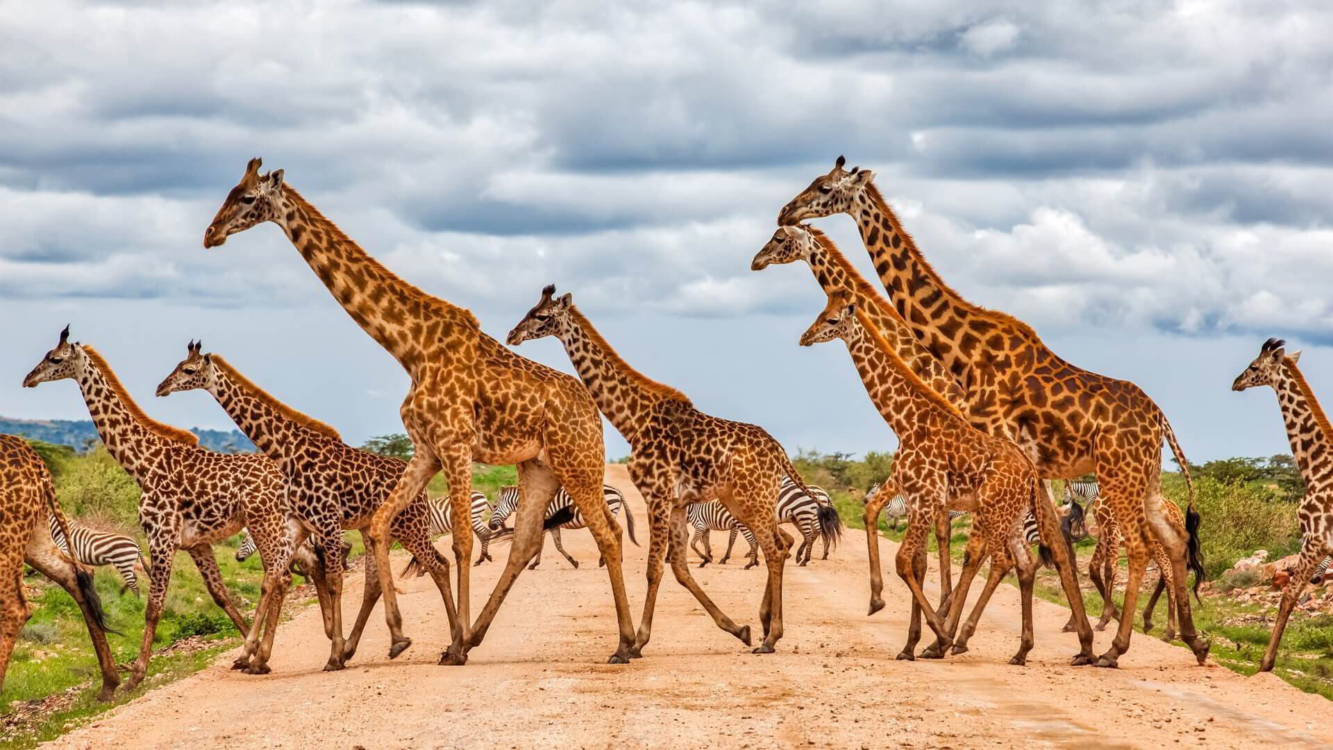 A herd of giraffes and zebras crossing the road on safari.