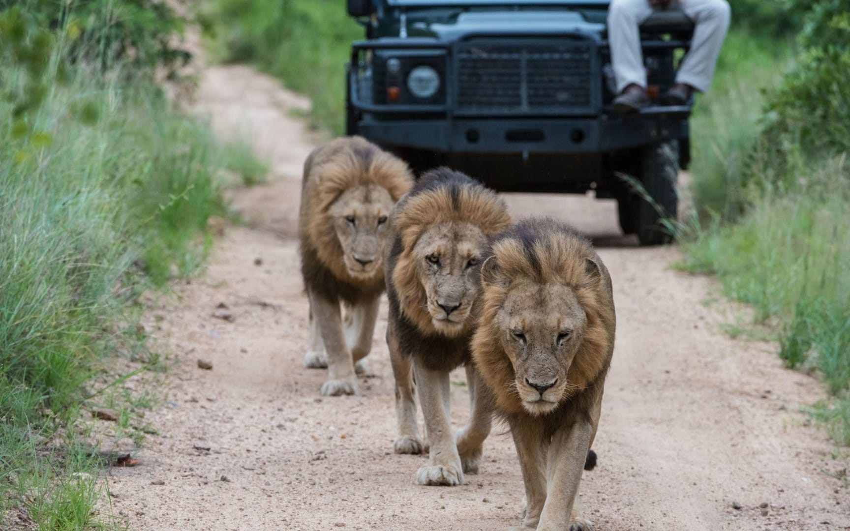 Three lions walking down a sandy track toward a stationary safari vehicle, Greater Kruger
