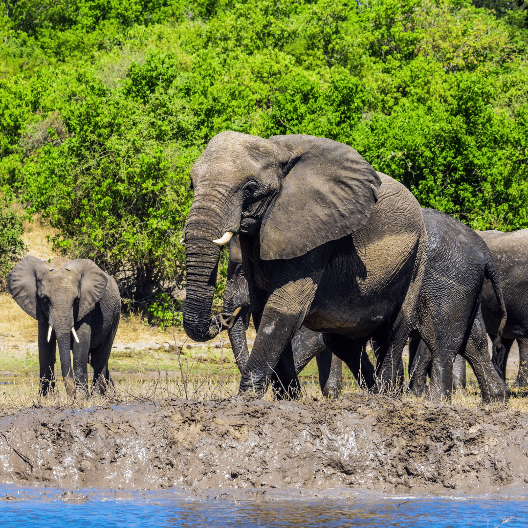 A vast herd of elephants drinking and crossing the Chobe River at sunset in northern Botswana