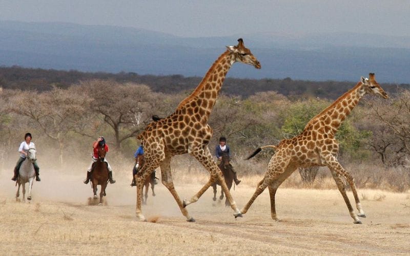 Young girl on lead rein walking a small pony through Waterberg grassland at sunrise