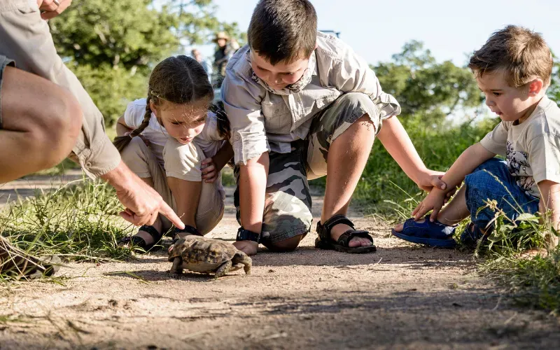Children watching an elephant at close range from a shaded game drive vehicle