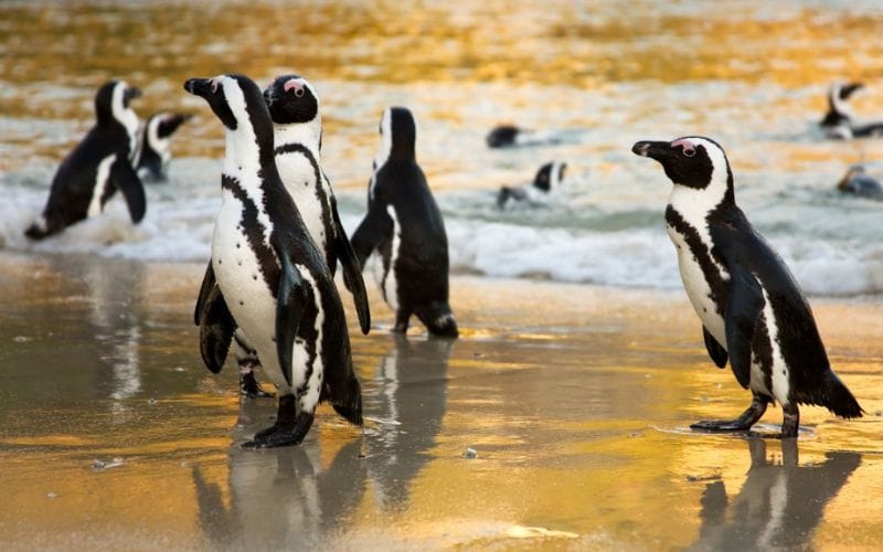 African penguins on the sand at Boulders Beach in golden light