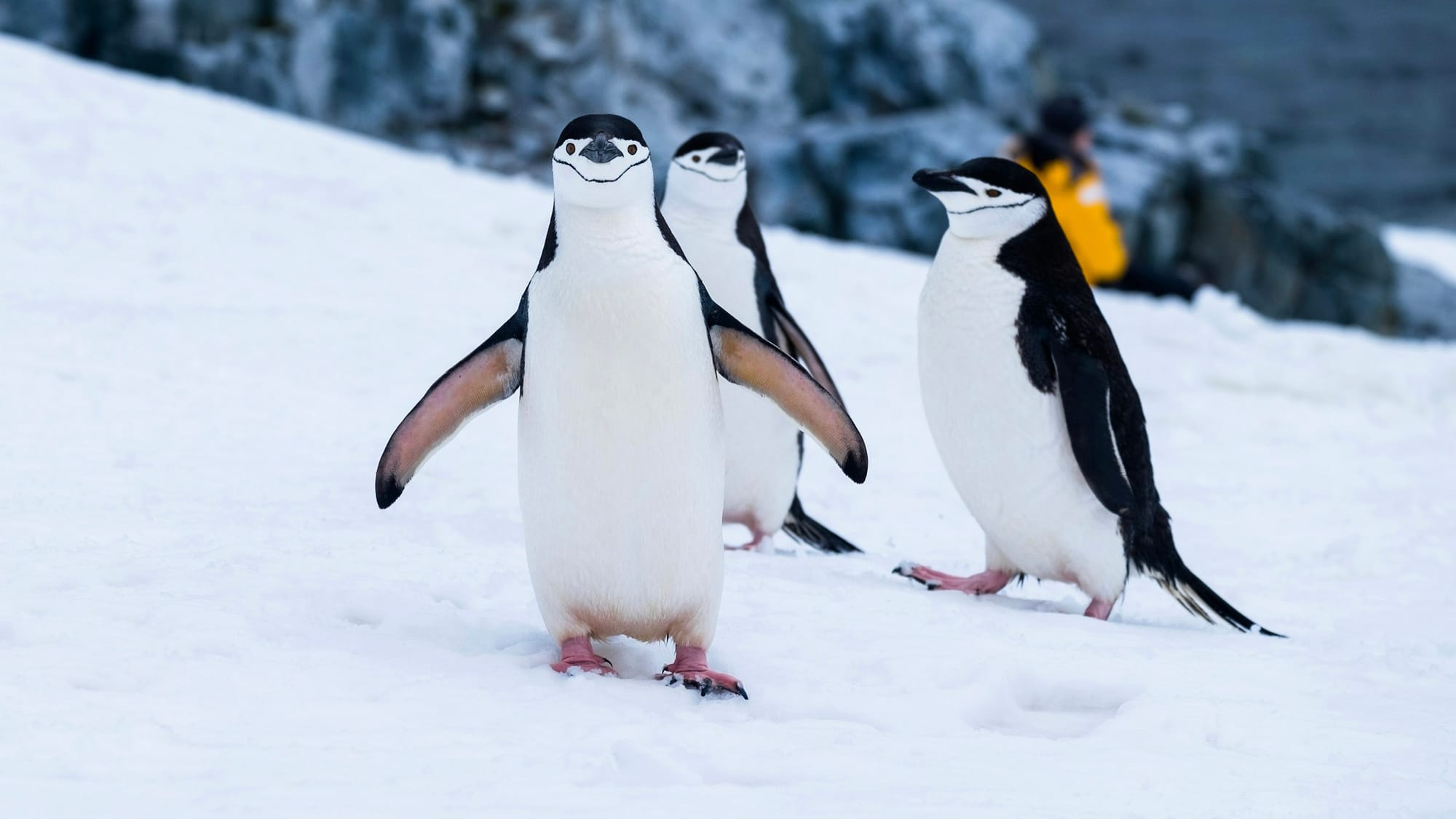 Emperor penguins on Antarctic sea ice in low polar light