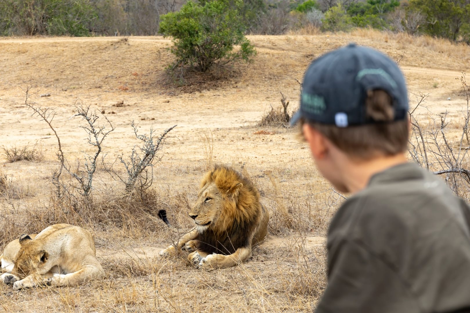 A young boy in a safari cap watches a male lion and lioness resting in the dry grass at close range, from a private game vehicle
