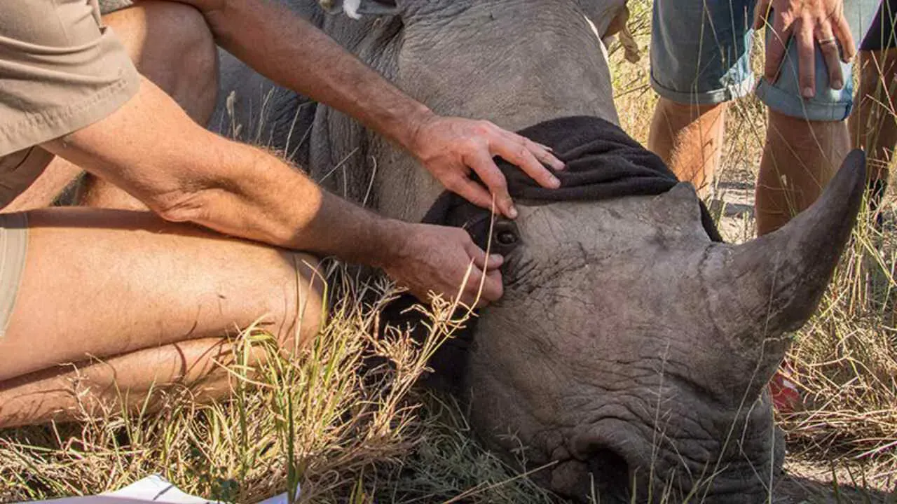 Conservation vet conducting rhino health monitoring in Madikwe Game Reserve during a World Rhino Day conservation event at Madikwe Safari Lodge