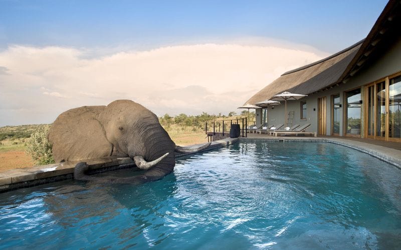 An elephant drinking from a luxury safari lodge infinity pool at Welgevonden Game Reserve, Waterberg