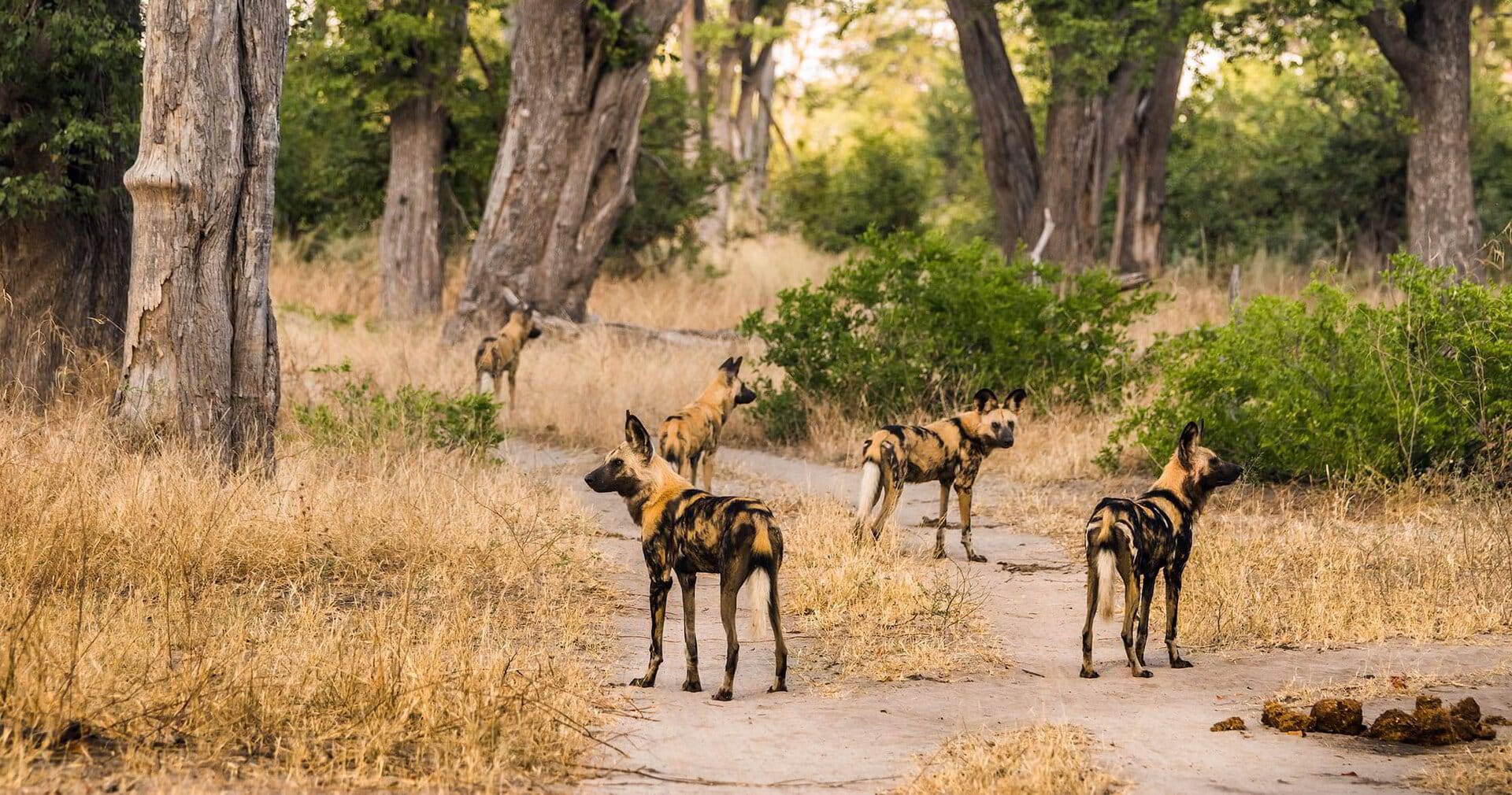 A pack of African wild dogs trots along a sand road in Linyanti at sunrise, ears pricked, tails up