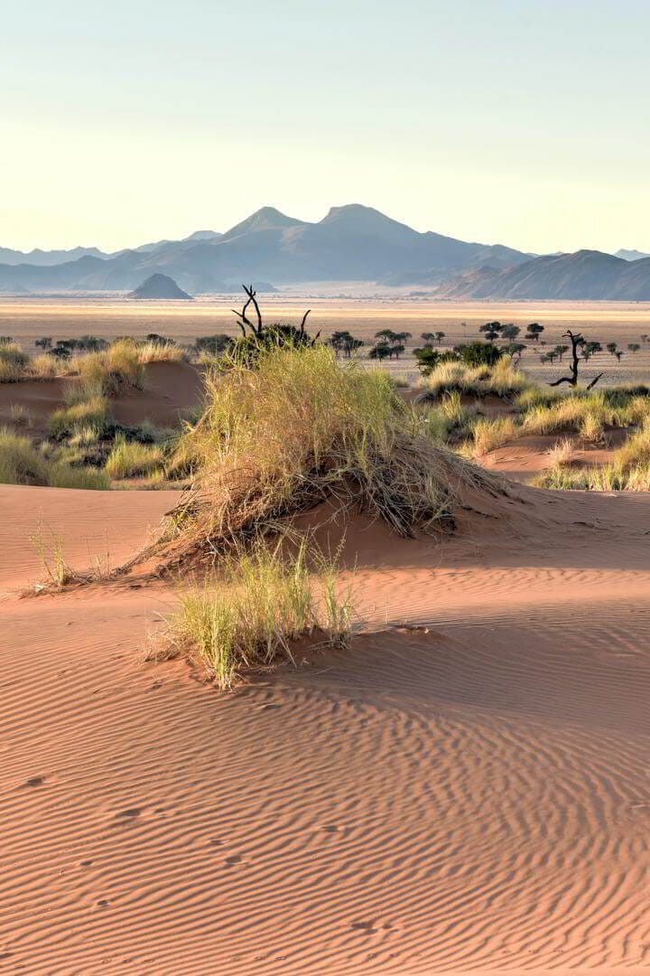 Wind-rippled red sand and a low desert shrub in the NamibRand, the Tiras mountains soft on the horizon