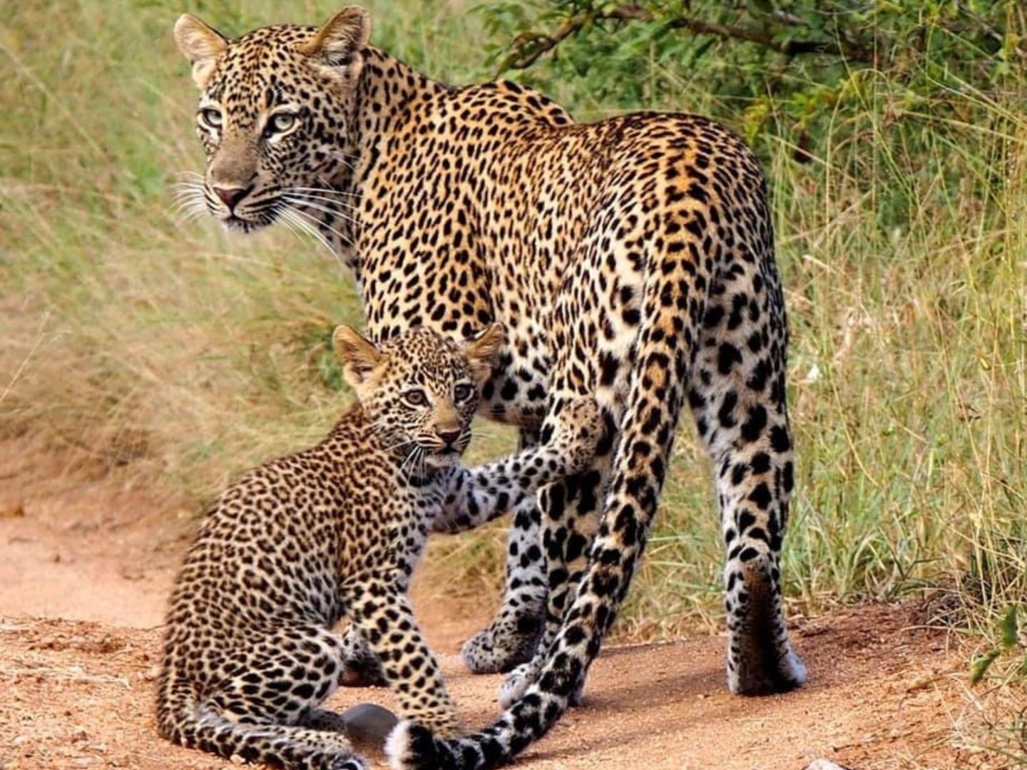 A leopard mother and her cub on a sandy track in the Sabi Sand, the cub seated at her feet