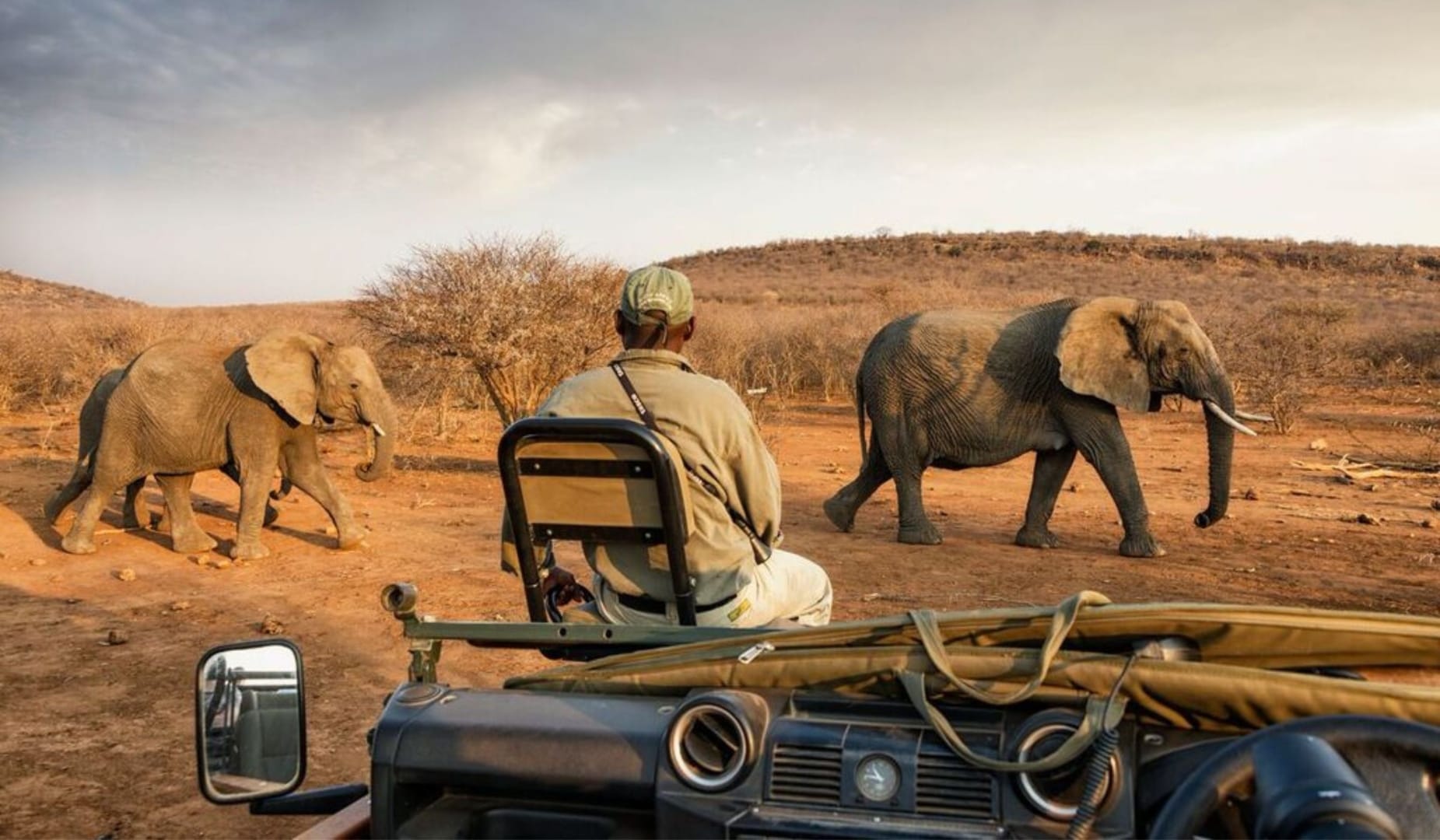 Madikwe Game Reserve, two elephants pass an open game vehicle on red earth in dry winter light, the tracker in the foreground watching from his seat on the bonnet