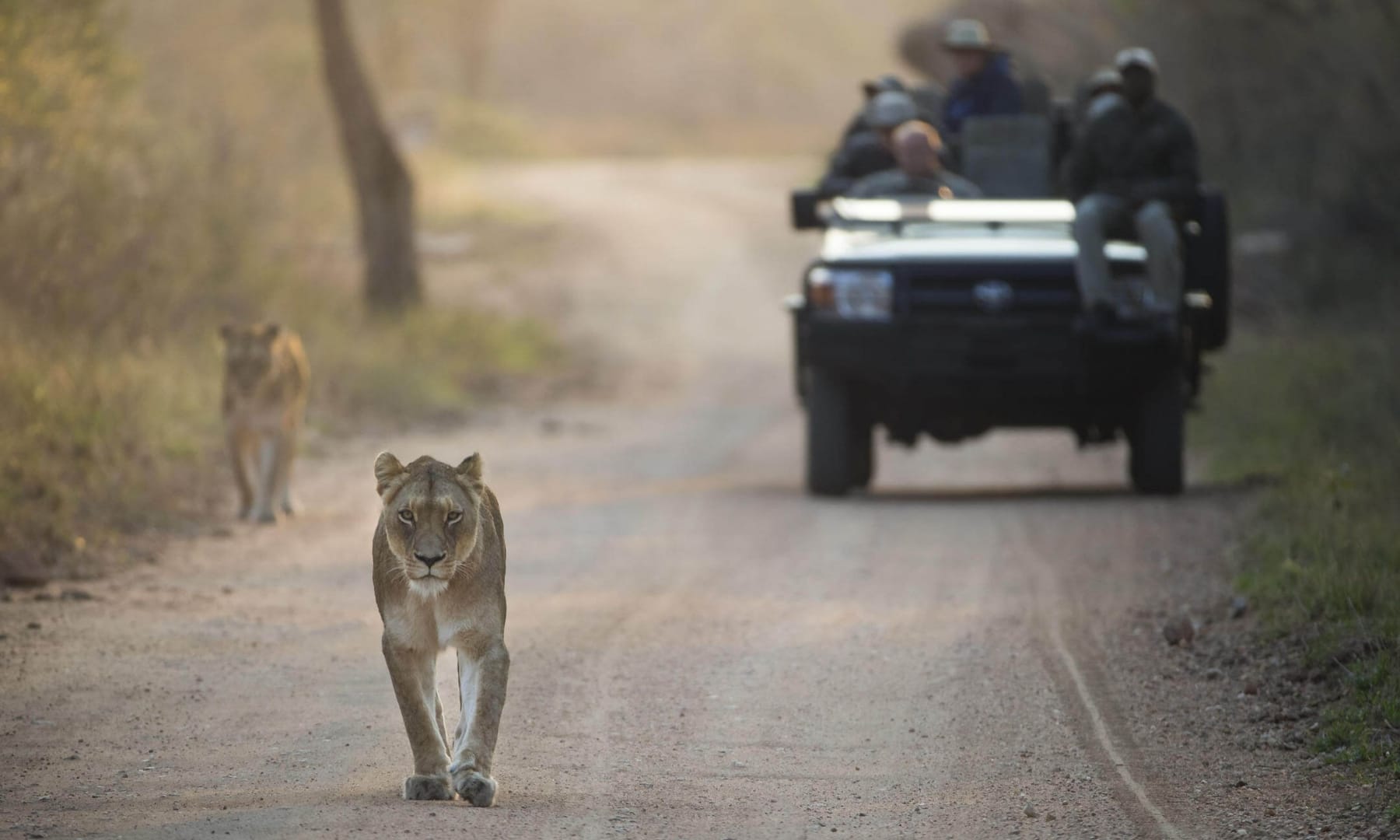 A lioness walks down a sandy track at first light in the Sabi Sand, a safari vehicle paused on the right of the road