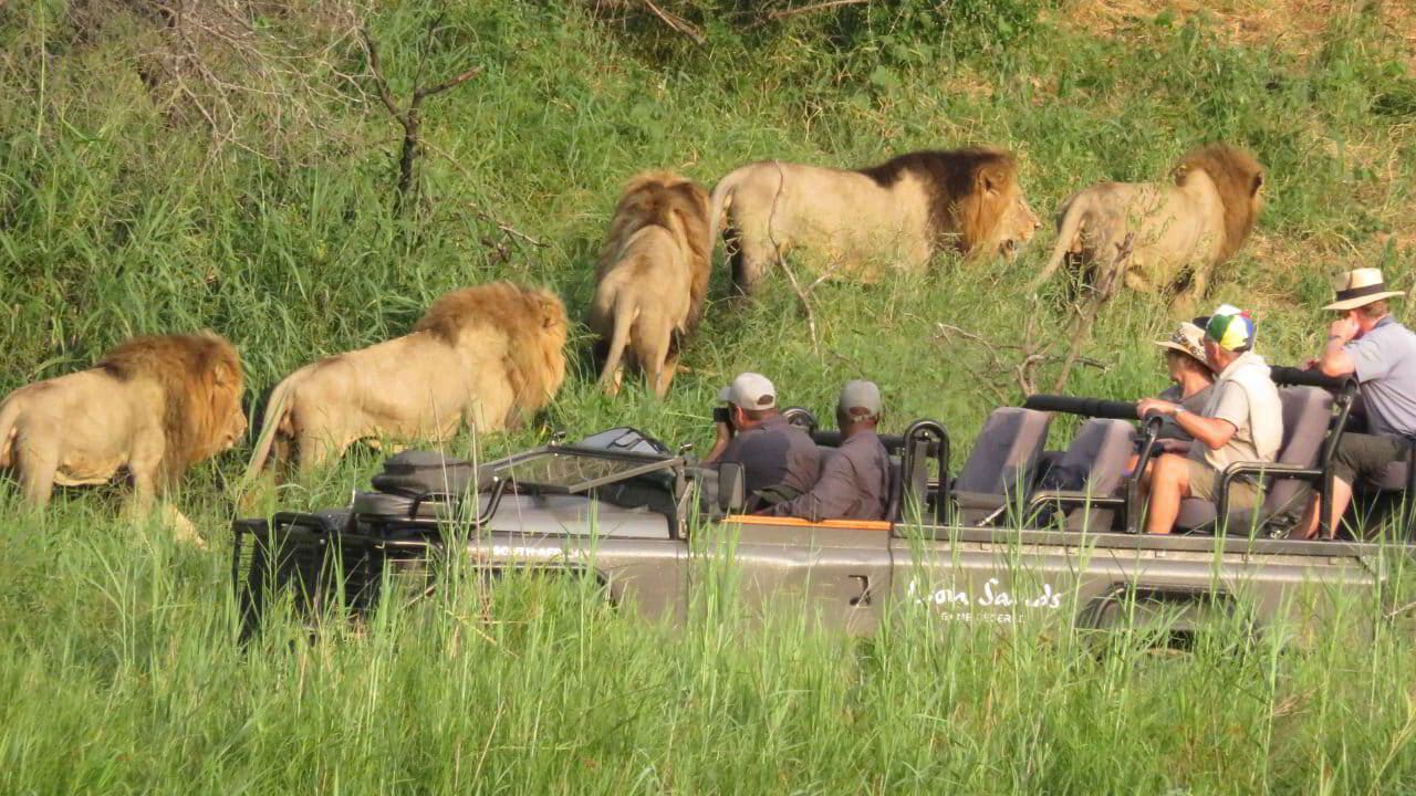 Game-drive vehicle with guests watching a pride of lions in the African bush