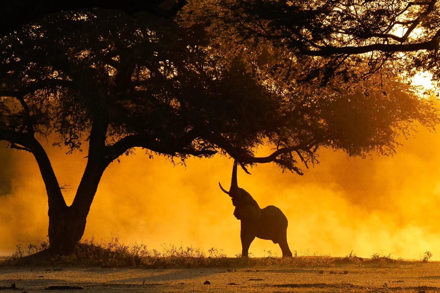 Is a safari worth it? An honest answer