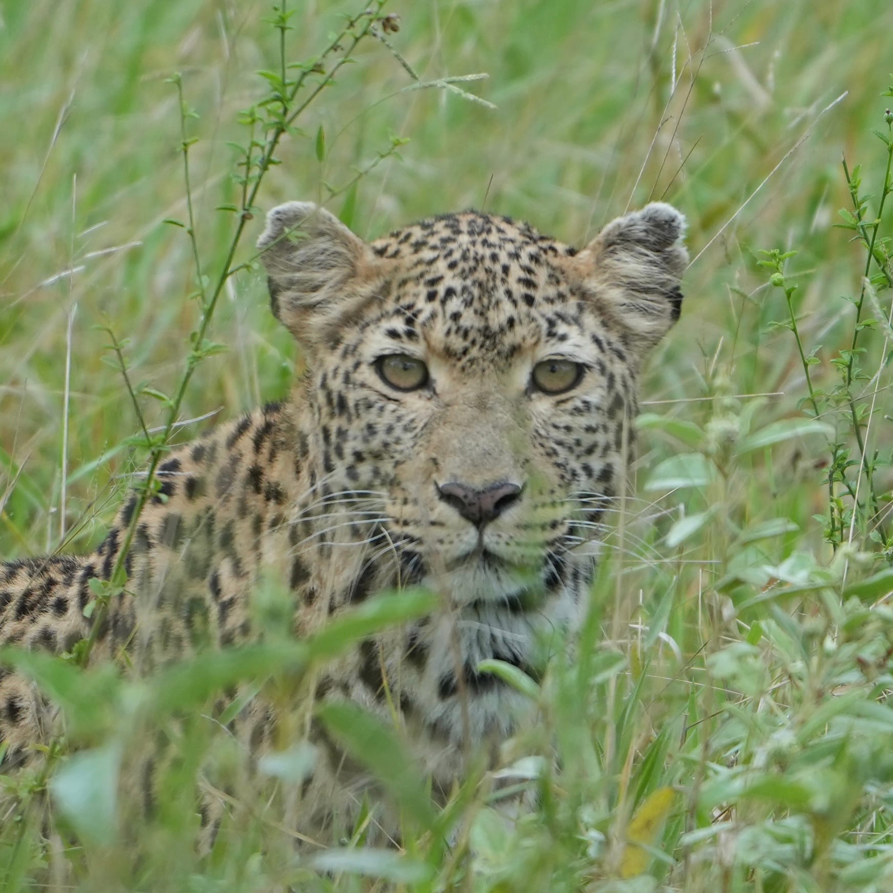 Leopard portrait in long grass, Sabi Sand, South Africa