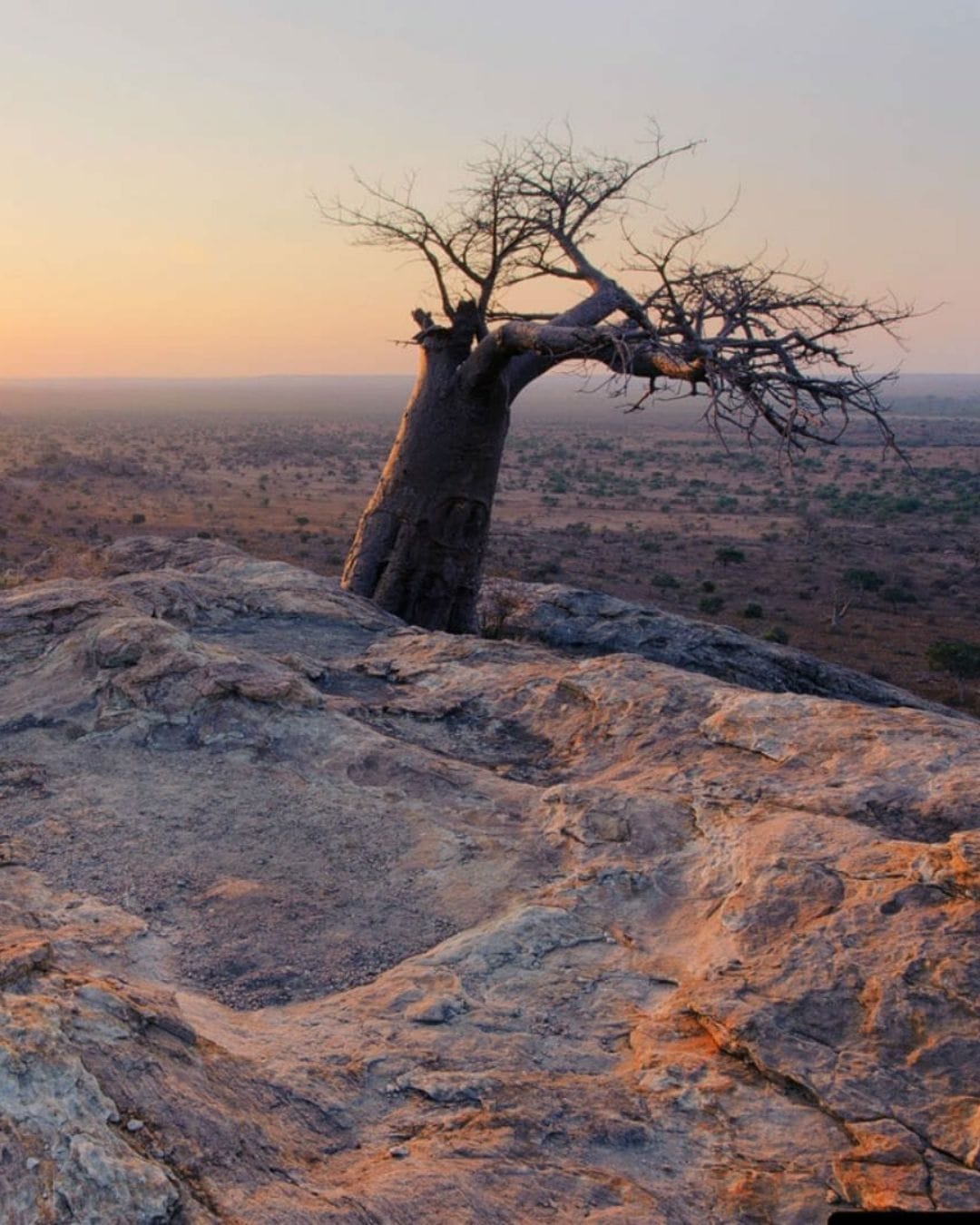 A leaning baobab on a rocky outcrop in the Tuli Block, the open Limpopo plains stretching to the horizon at sunset