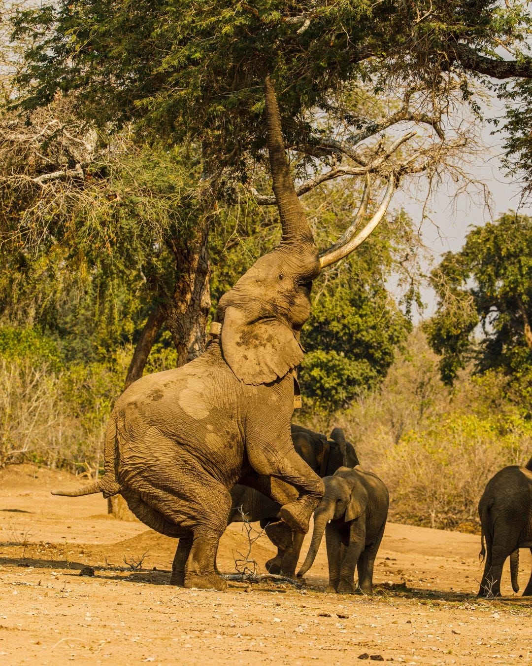Bull elephant standing on hind legs to reach high albida pods in Mana Pools, Zimbabwe