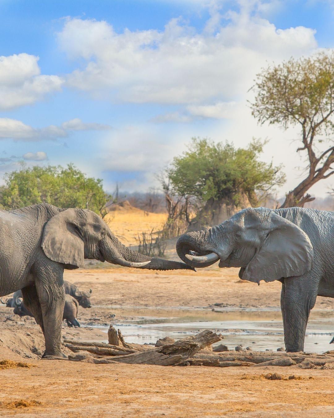 Two elephants meet trunks across a Hwange waterhole in dry season, buffalo resting behind