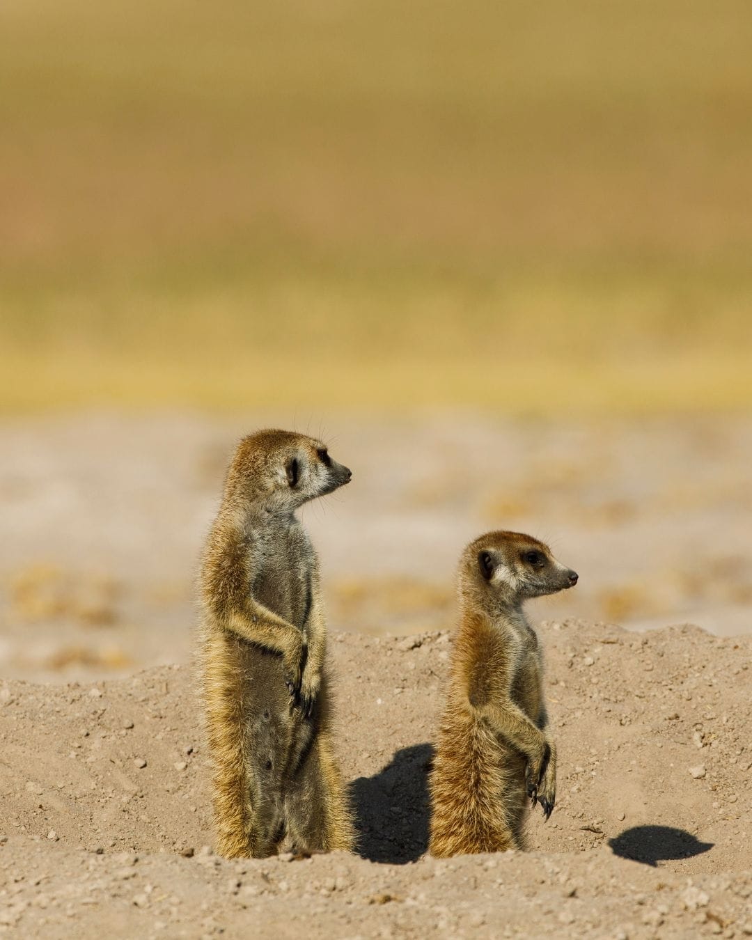 Two habituated meerkats stand upright at their burrow on the Makgadikgadi pans, blurred golden grass behind them