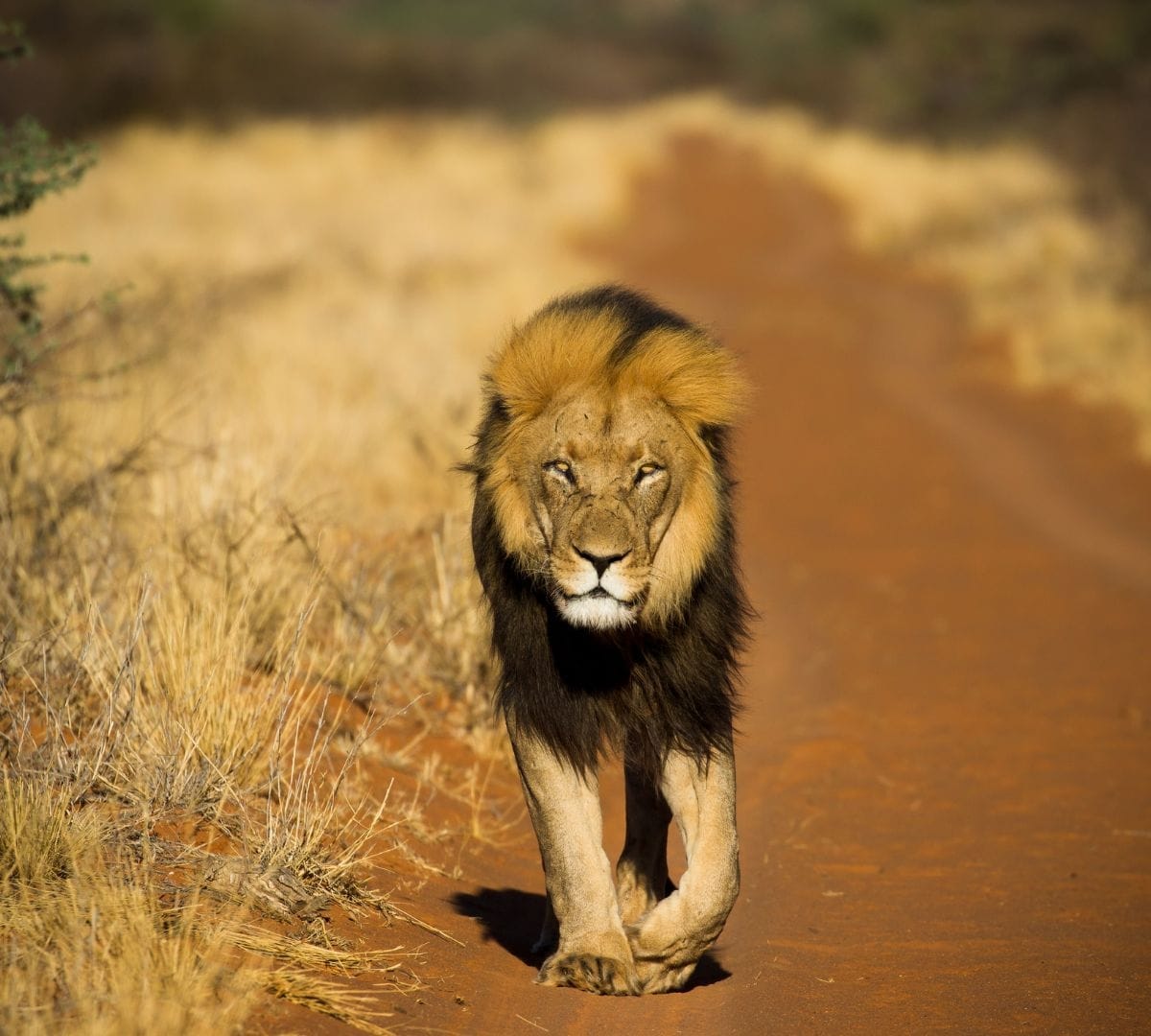 A black-maned Kalahari lion walks straight down a red sand track in the early light, dry winter grass either side