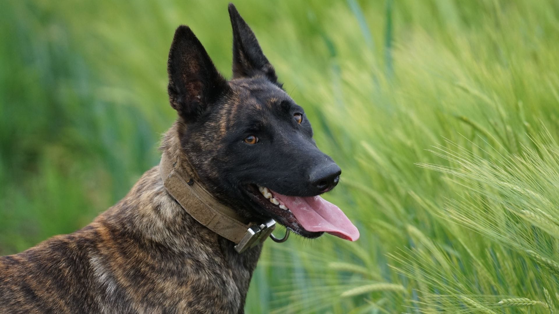 K9 anti-poaching unit