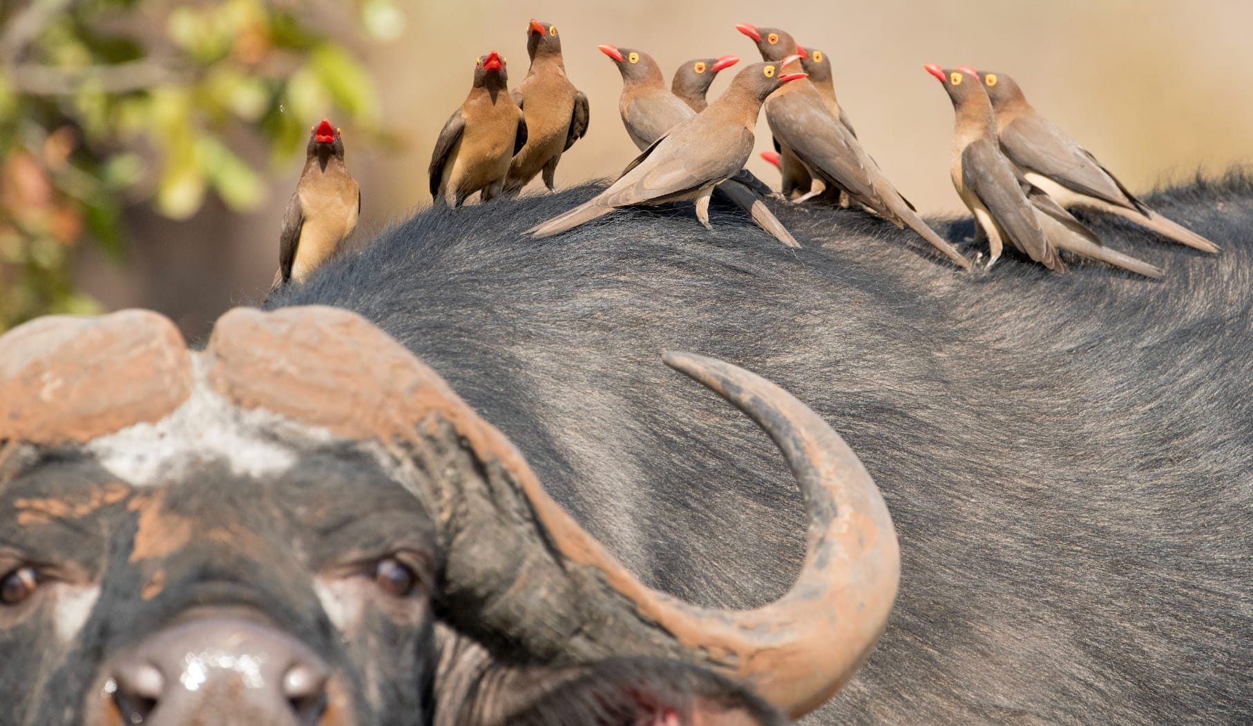 Cape buffalo with a flock of red-billed oxpeckers across its back, mud-caked horns, Malilangwe private reserve
