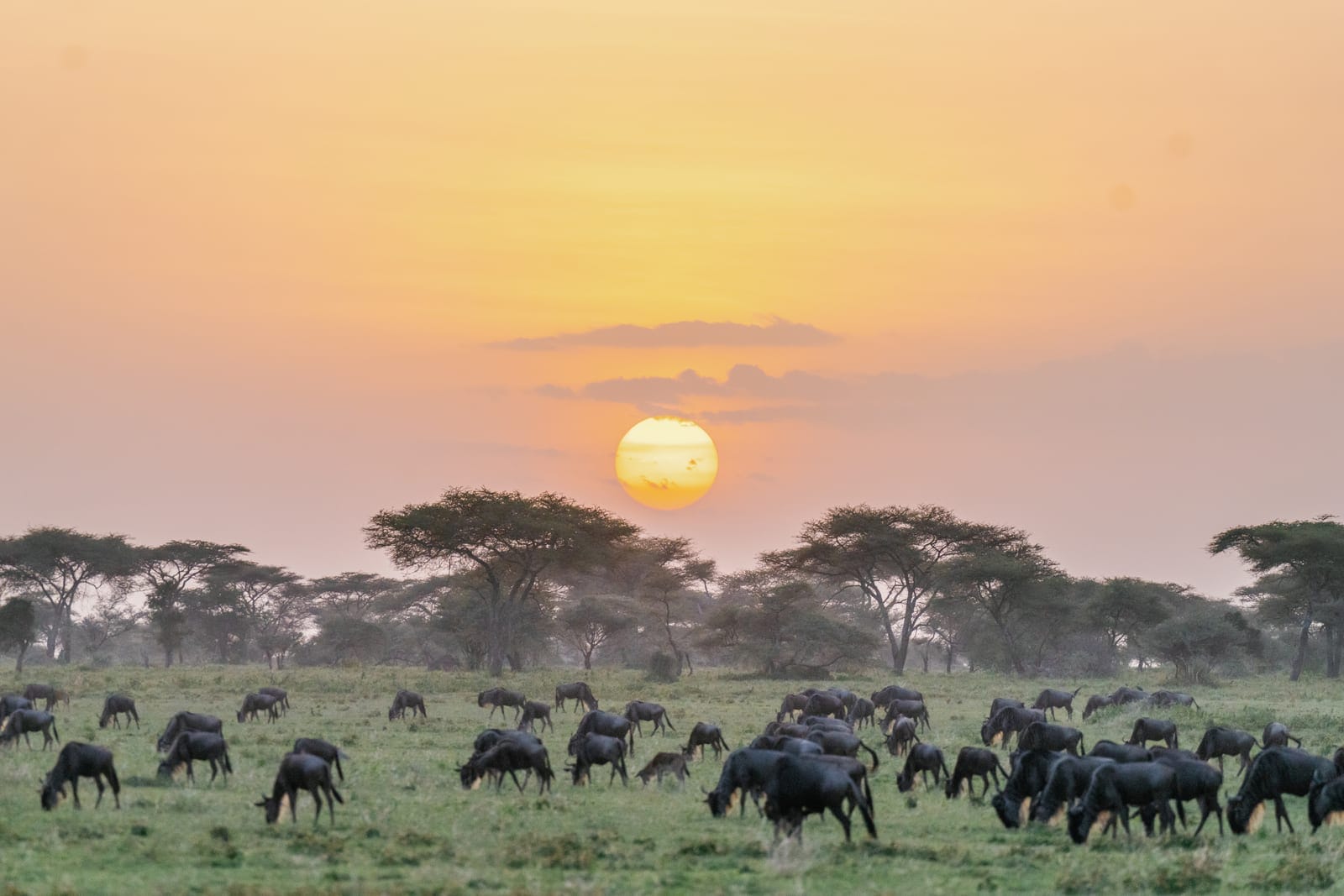 Hot air balloon drifting over the Serengeti plains at sunrise, wildebeest herds visible below in the golden grass