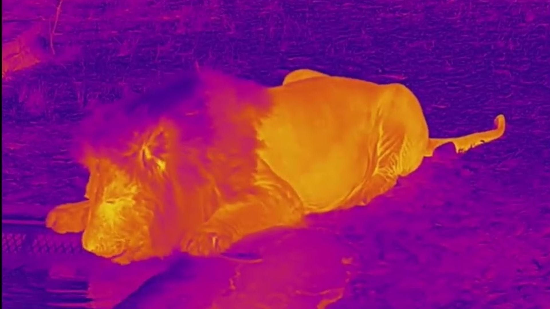 A lion drinking through thermal camera