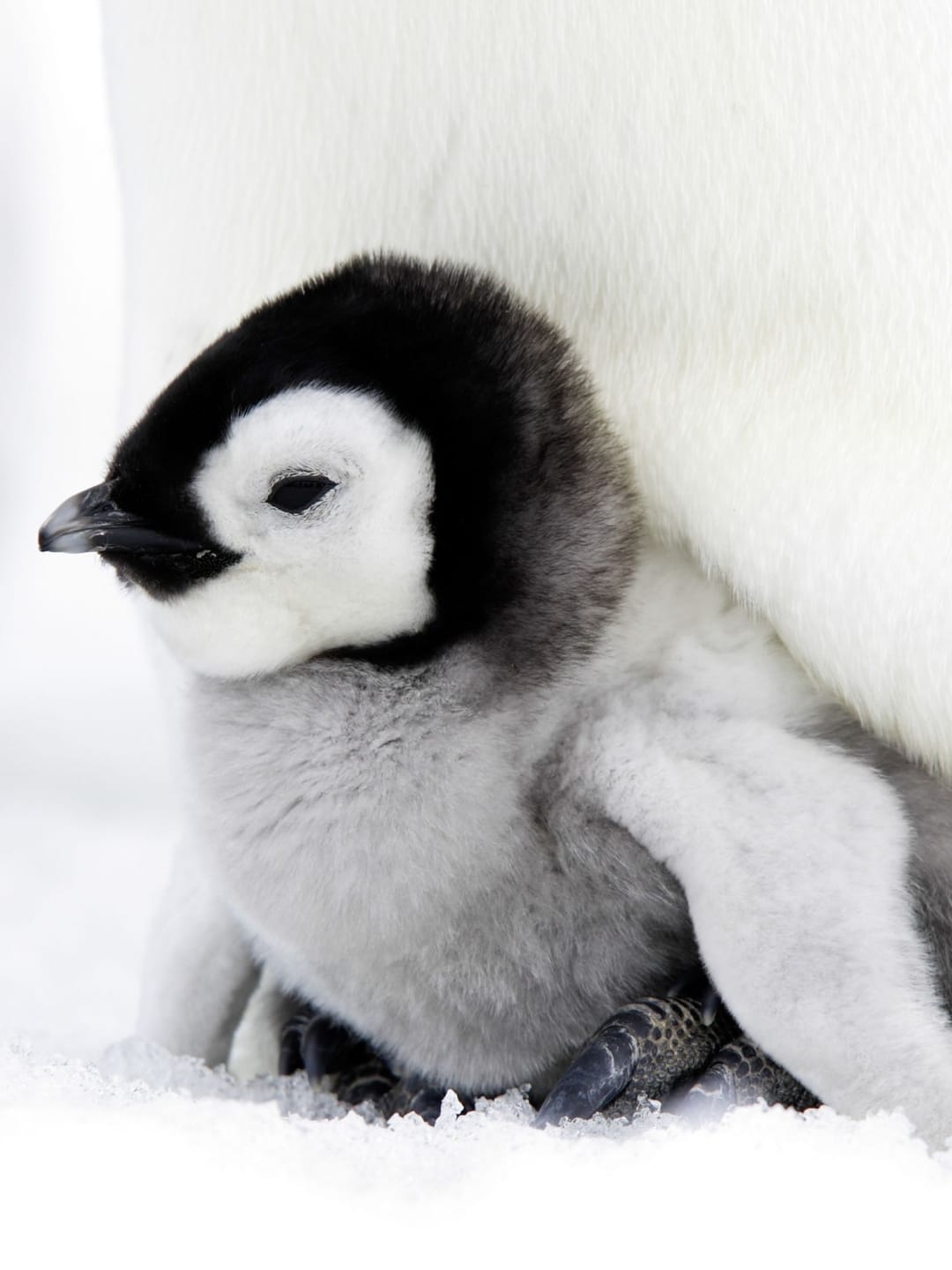 Emperor penguin chick sheltering at its parent's feet on the Antarctic sea ice